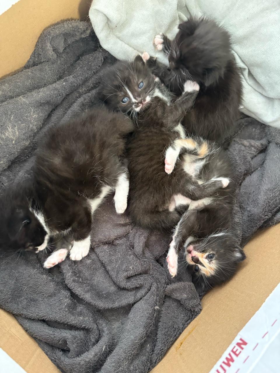 Nog 2 kittens te koop