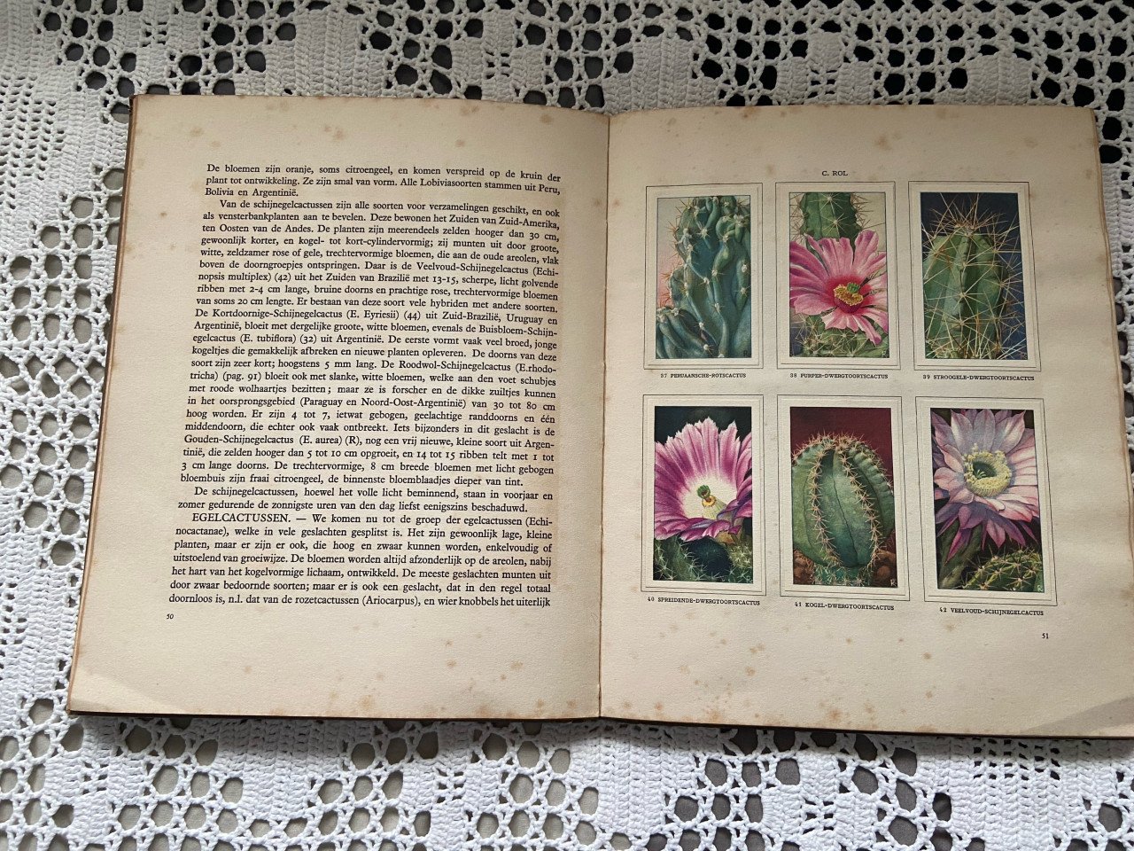 Cactussen Verkade boek 1931 compleet