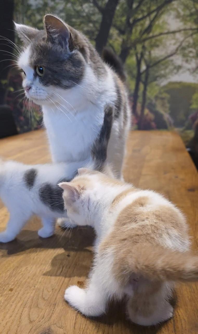 Superlieve Kittens - Britse korthaar / Pers