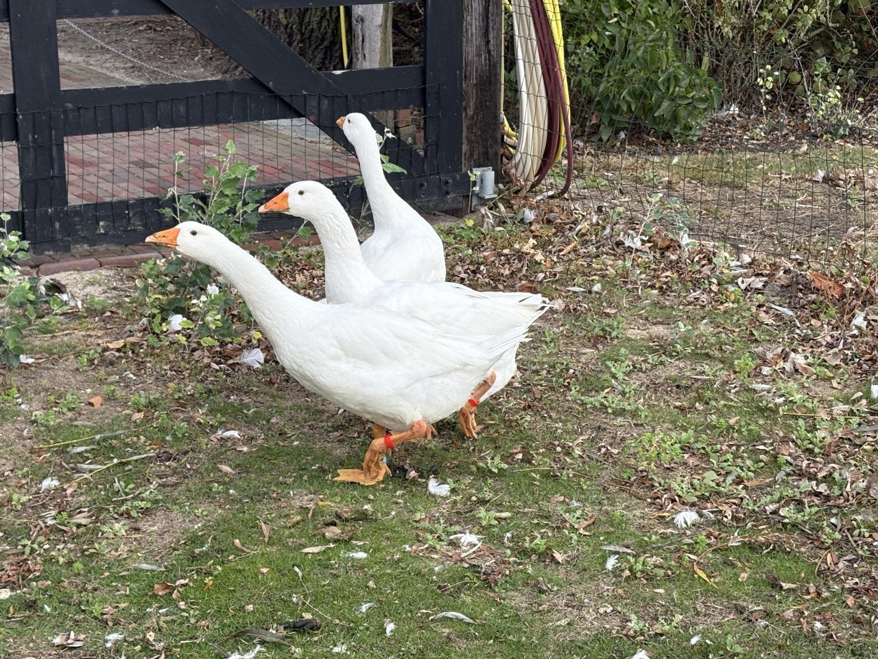 Witte Boerenganzen te koop