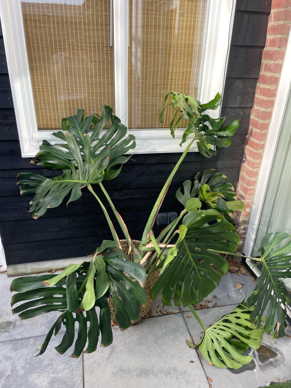 Gratis grote monstera plant