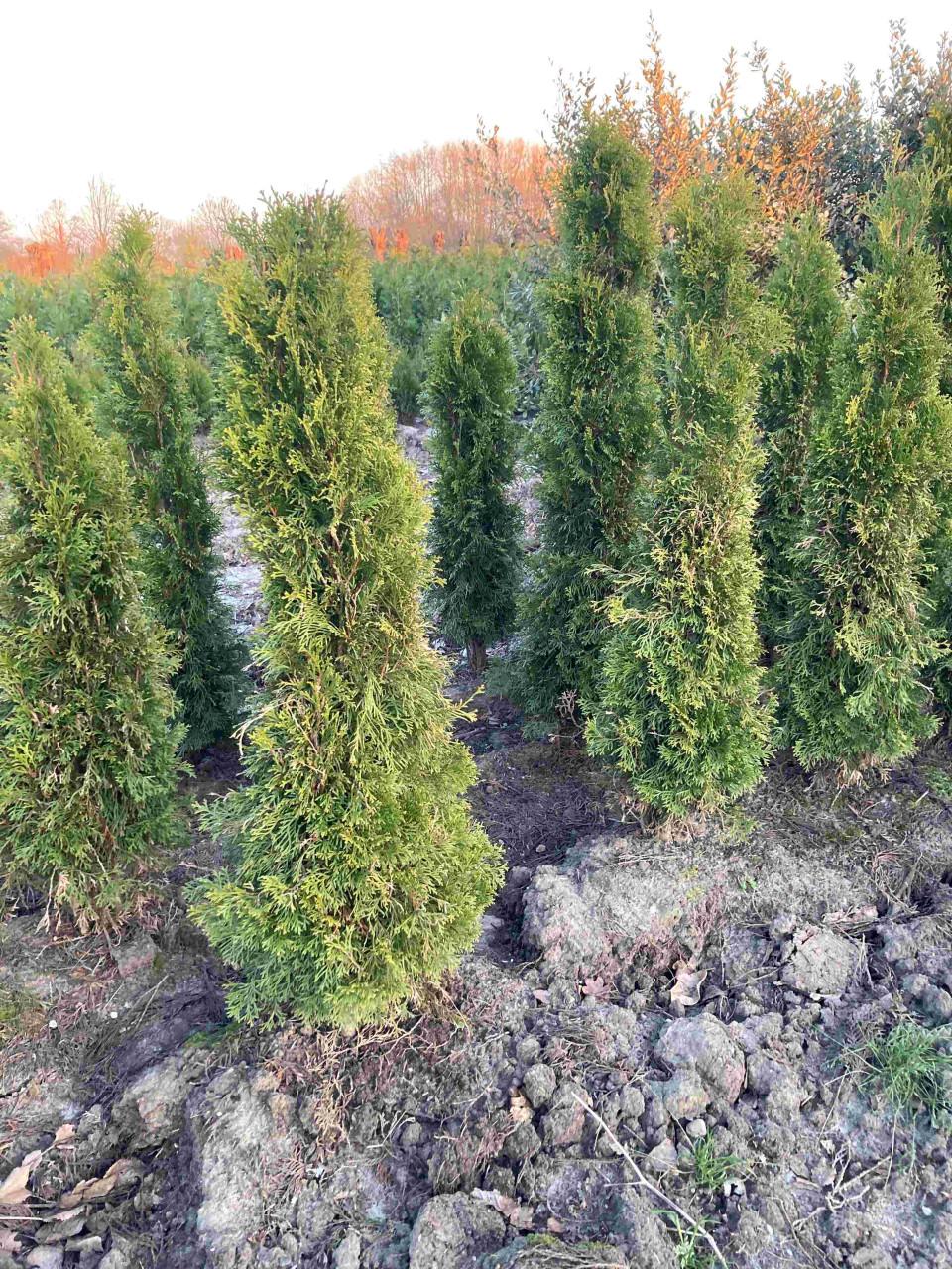 Thuja smaragd coniferen