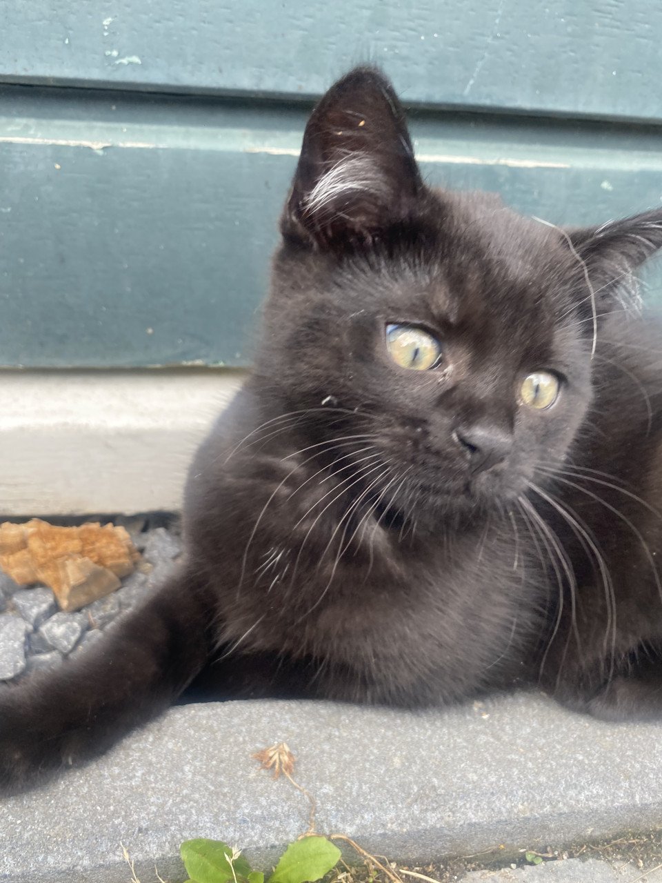 Kittens Bengaal- blauwe Rus