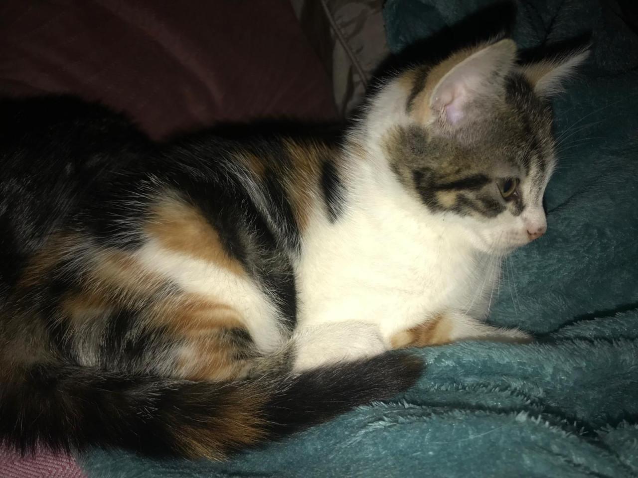 2 kittens poesjes 9 weken