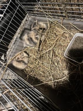 Baby konijntjes te koop