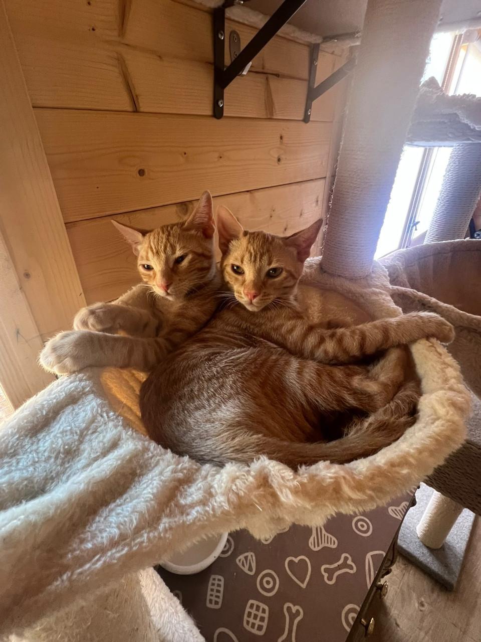 Deze lieve kittens zoeken een lief baasje!