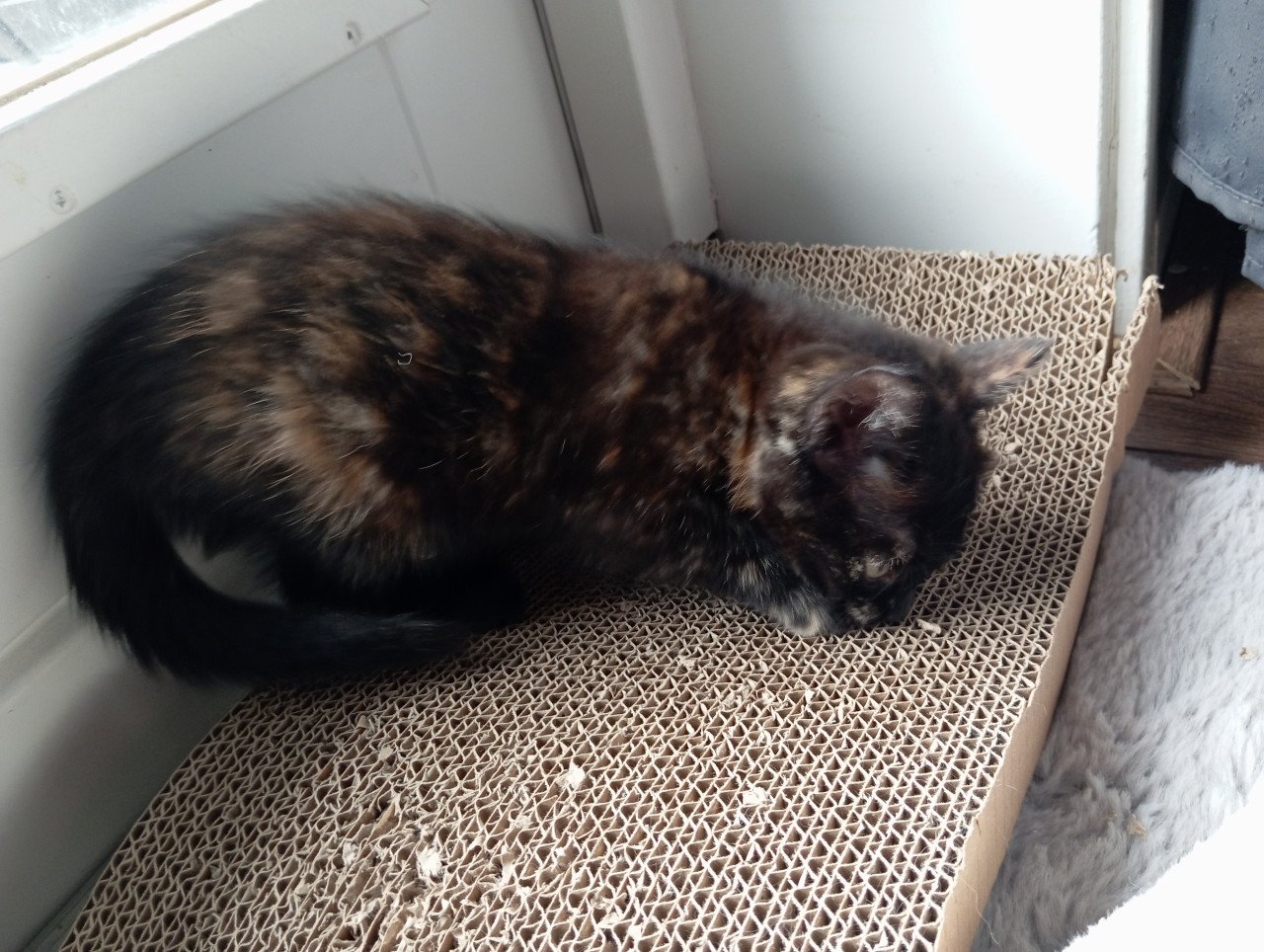 Kitten