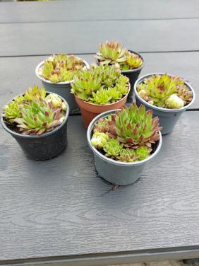 Vetplanten.