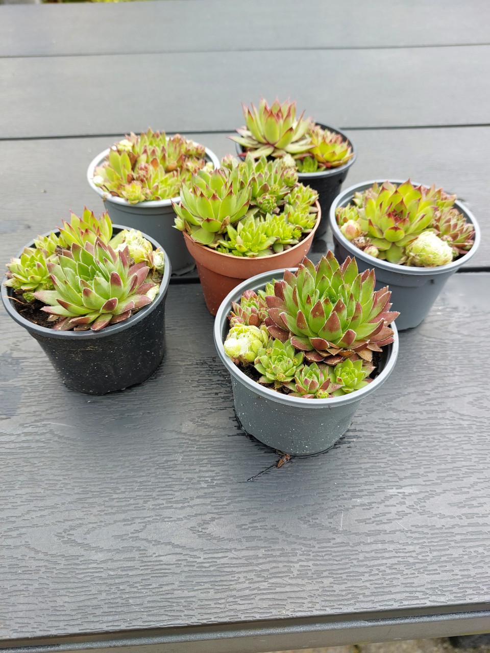 Vetplanten.