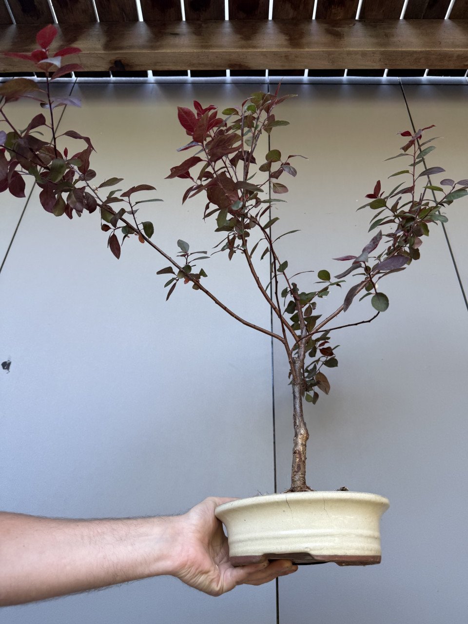 Bonsai boompjes 4x