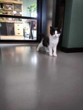 Mooi kitten!