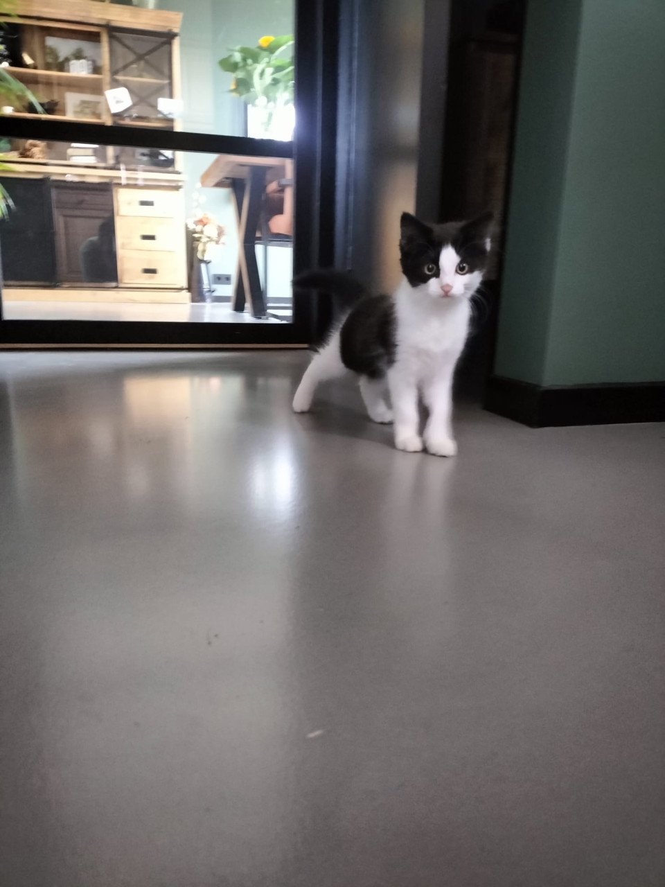 Mooi kitten!
