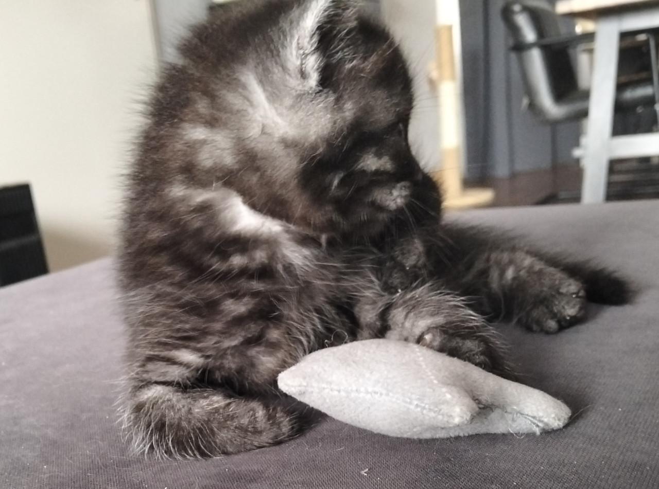 Kitten