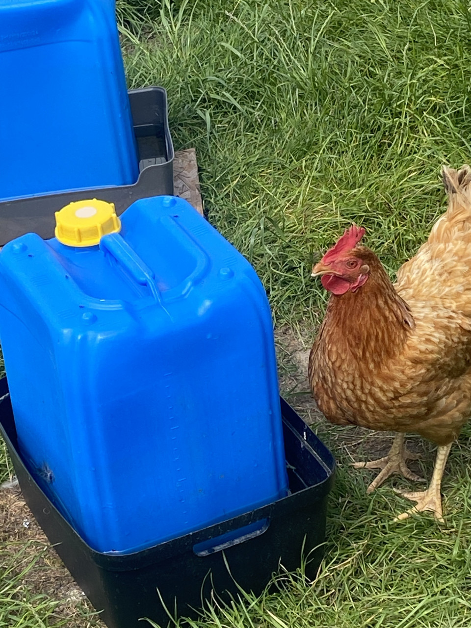 Drinkbak voor kippen ruim 15 liter