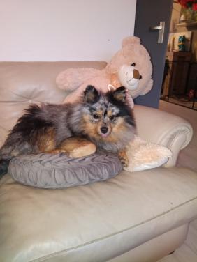 Keeshond gecastreerd
