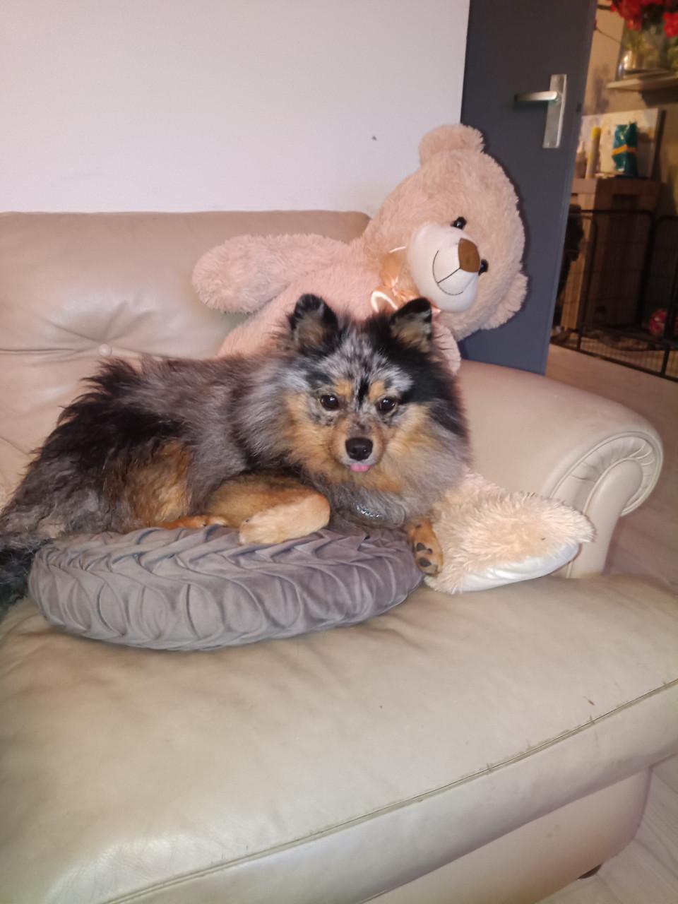 Keeshond gecastreerd