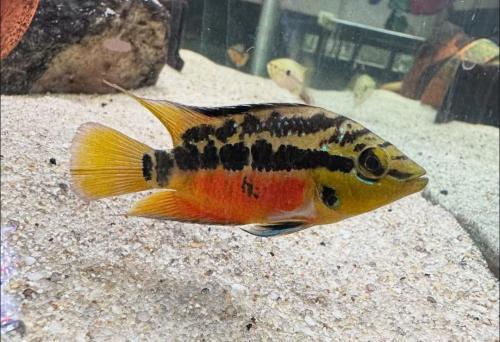 Salvini Cichliden