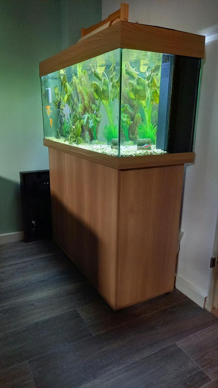 Aquarium + Maanvissen