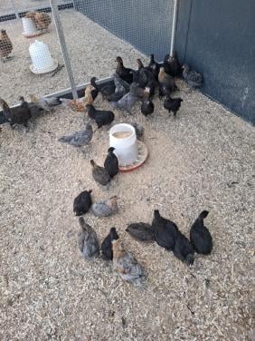 Kuikens van de araucana