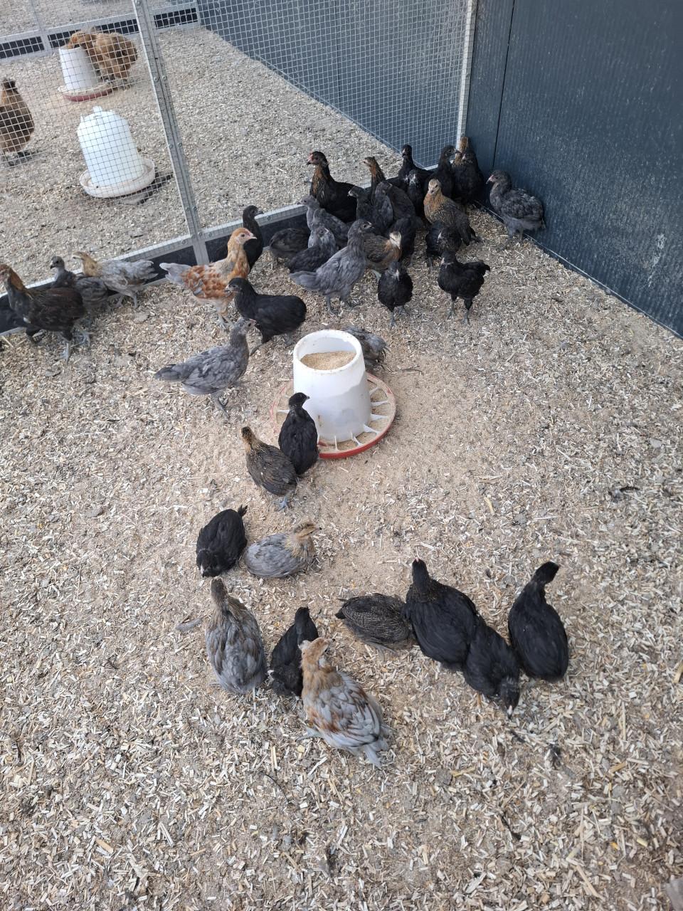 Kuikens van de araucana