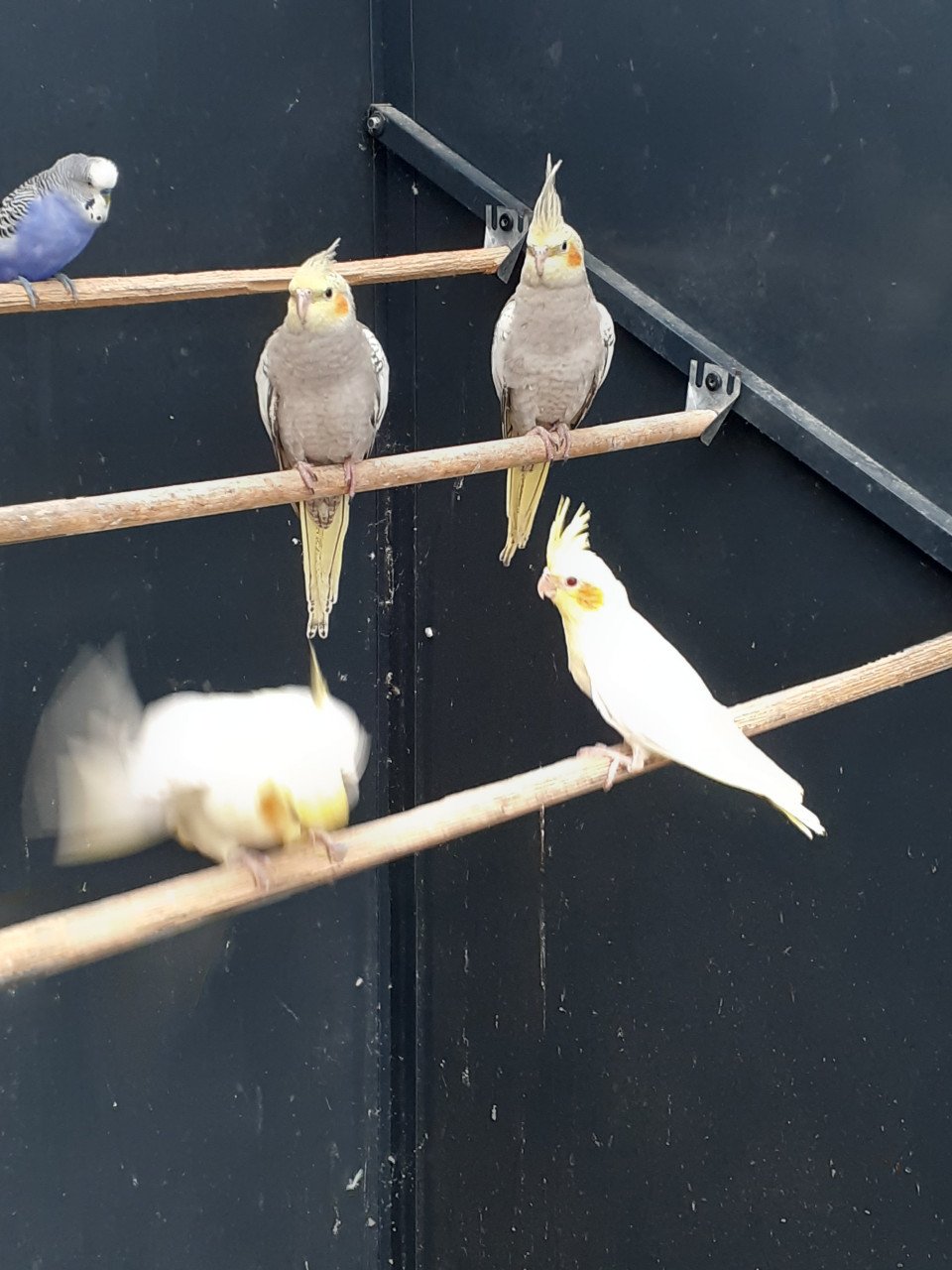 Diverse kleuren jonge valkparkieten
