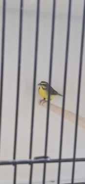 Mooie Mozambiquesijs