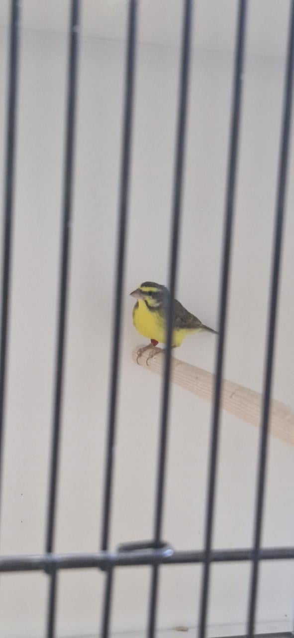 Mooie Mozambiquesijs