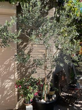 Mooie grote decoratieve olijfboom 2.35m hoog in mooie pot