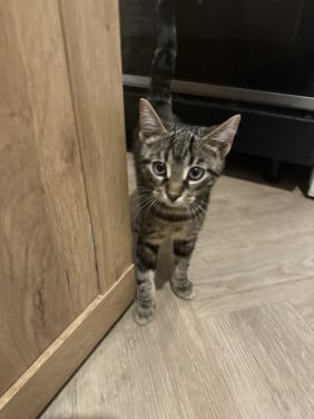 Kitten