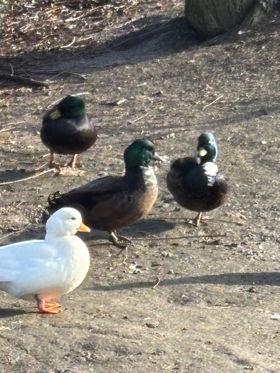 2 mooie raszuivere kwakers