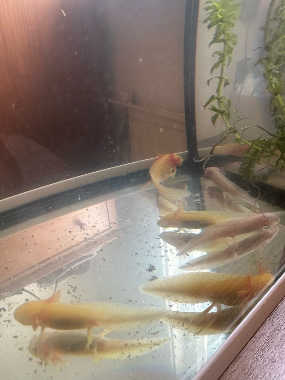 Kleine axolotls