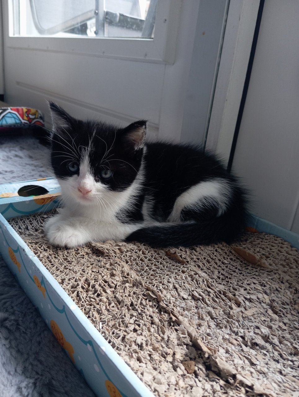 Kitten mannetje