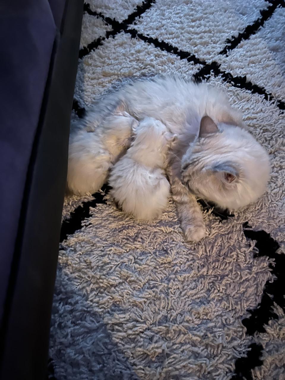 Schitternde poes zkt liefdevol huis evt met haar kitten samen