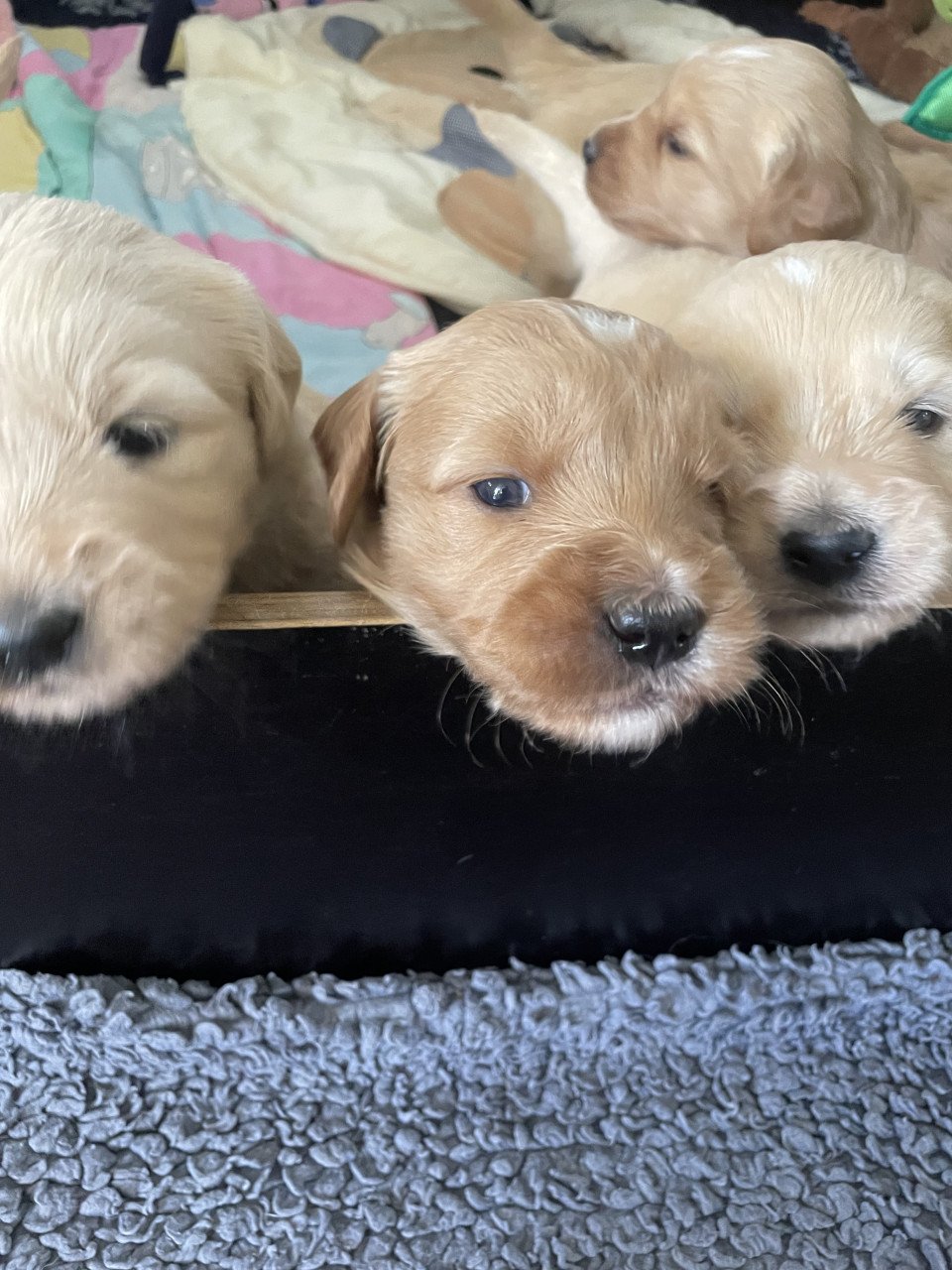 Mooie pups Golden retriever x Labradoodle