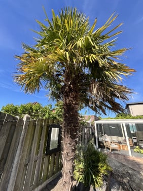 Palmboom