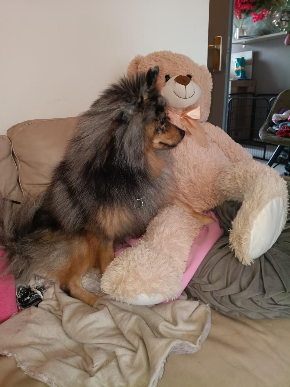 Keeshond gecastreerd