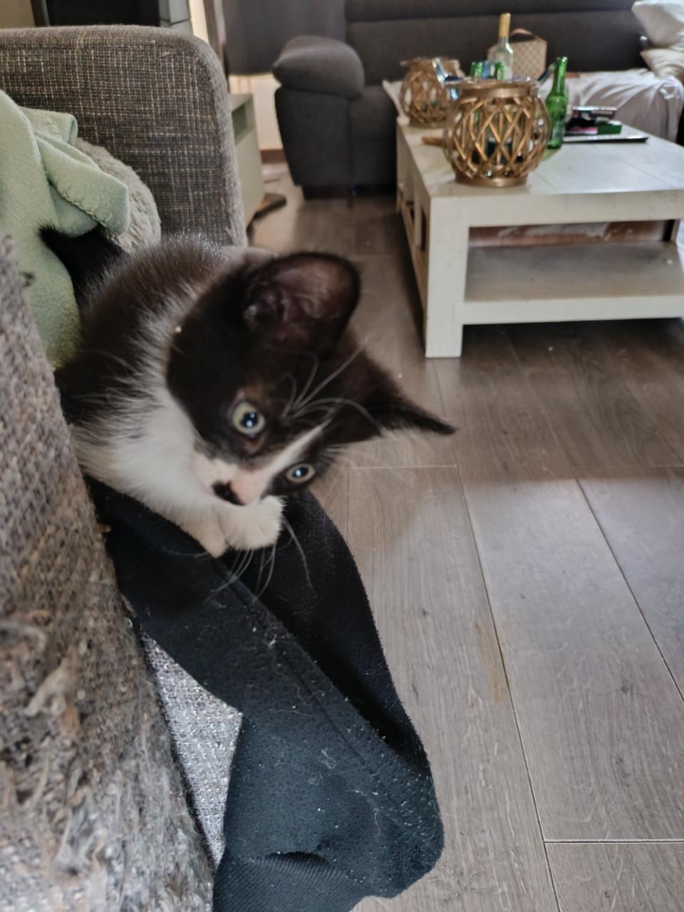 Kittens