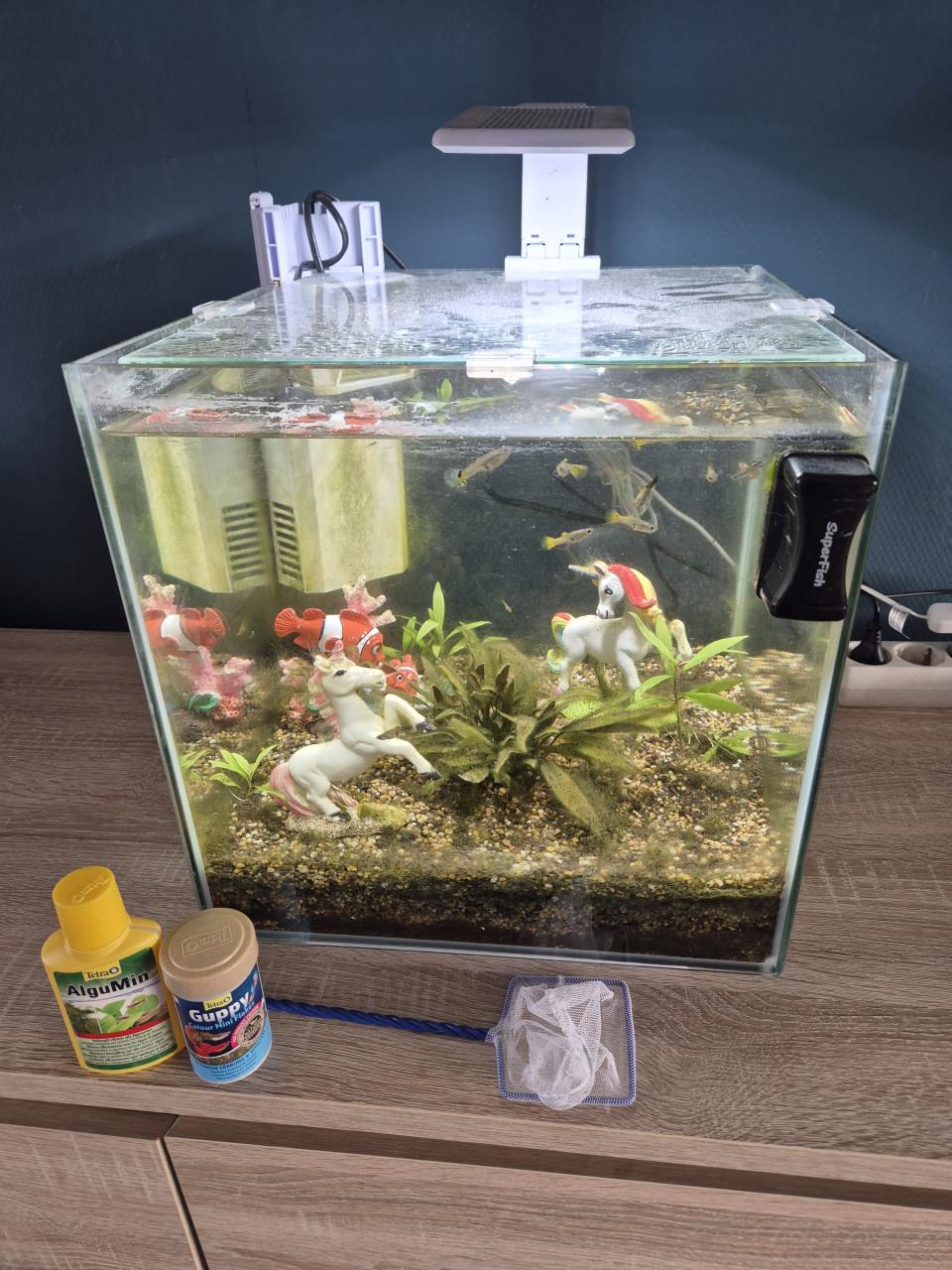 Aquarium met gupjes en toebehoren