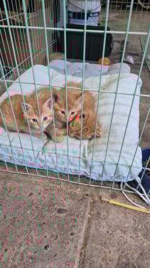 Rooie kittens