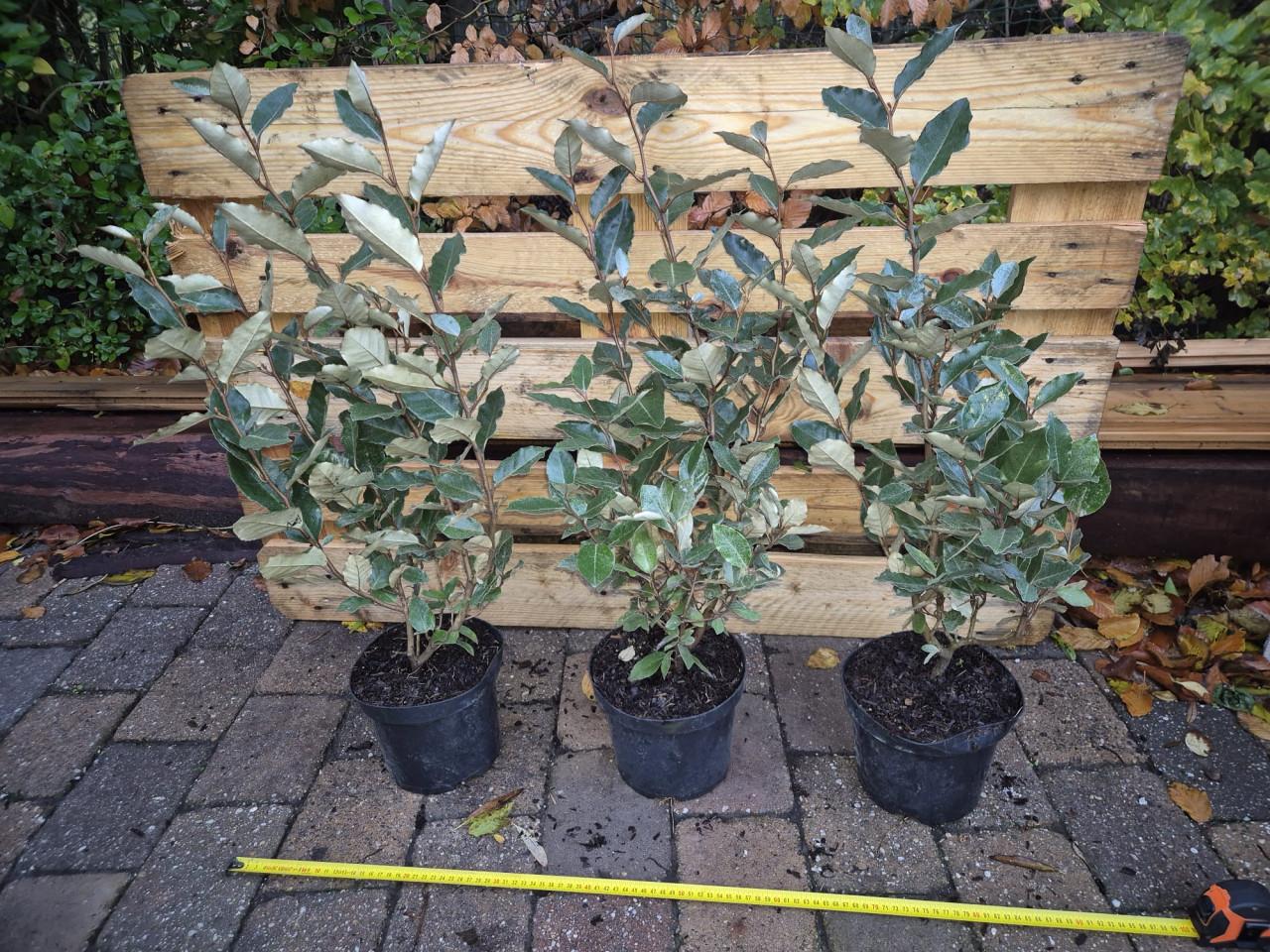 Olijfwilg 'compacta' haagplanten 60+ cm