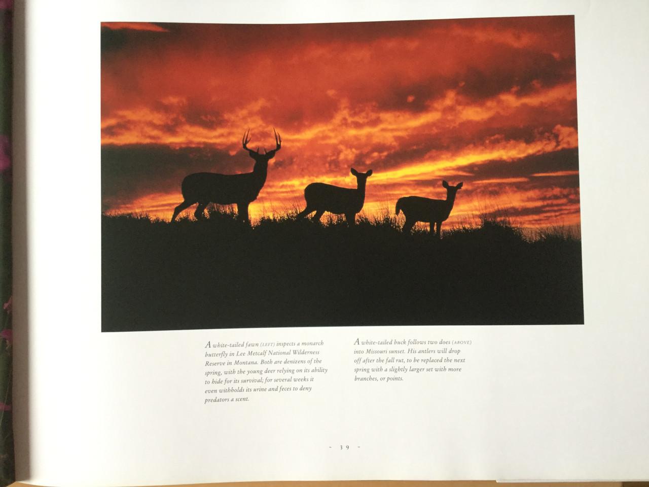 Wildlife of north america Thomas A Lewis