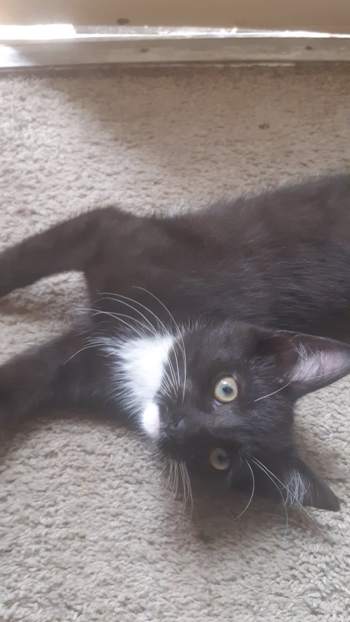 Kittens