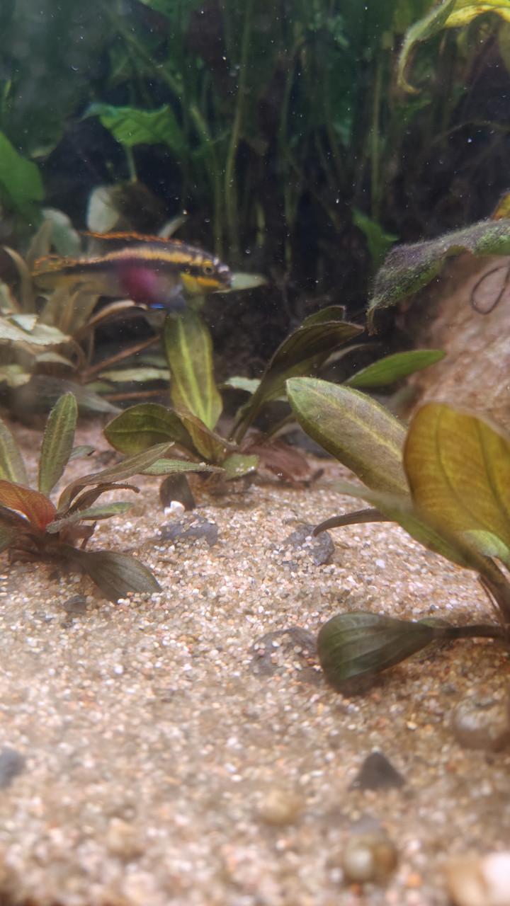 Kersenbuik chichlides