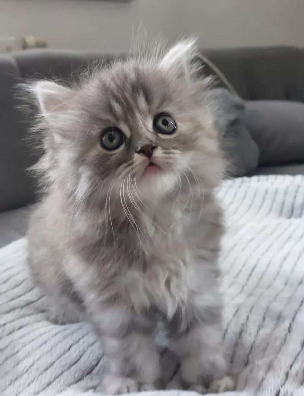 Britse korthaar en langhaar kittens