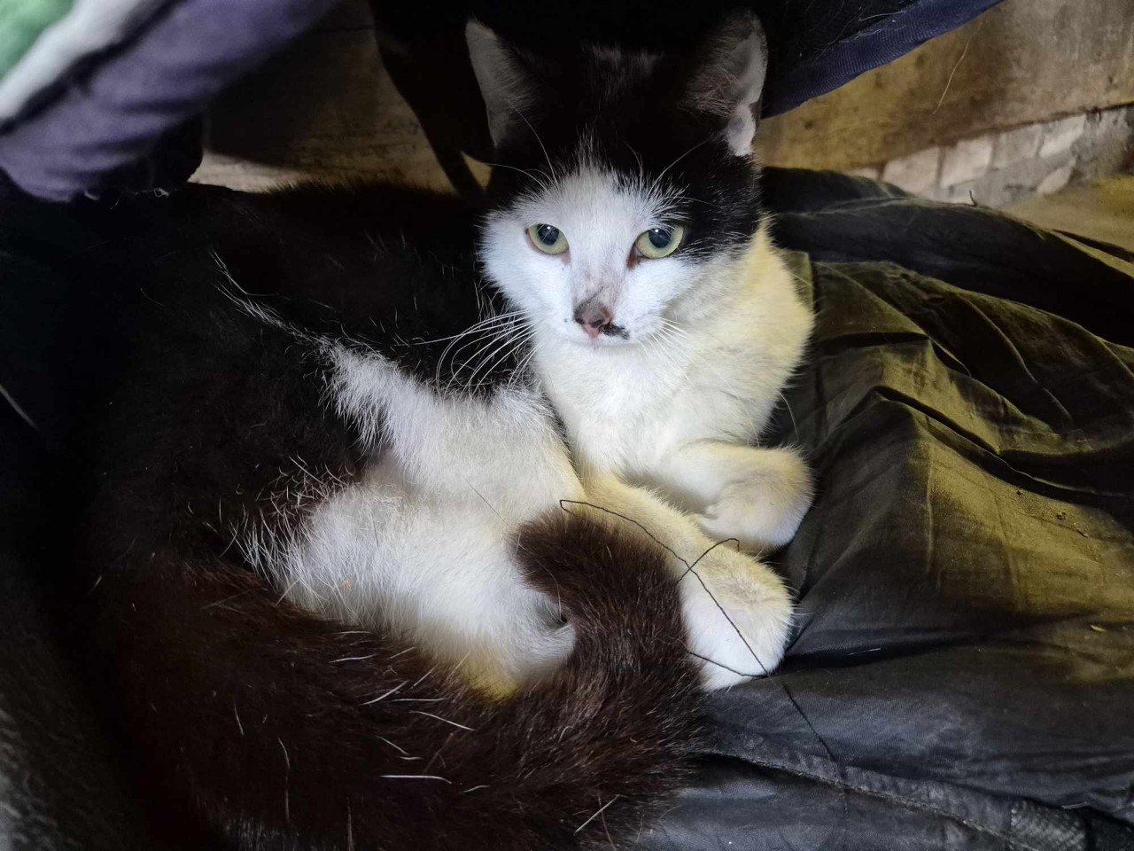 Super lieve sociale grotendeels met de fles opgevoede kittens te koop