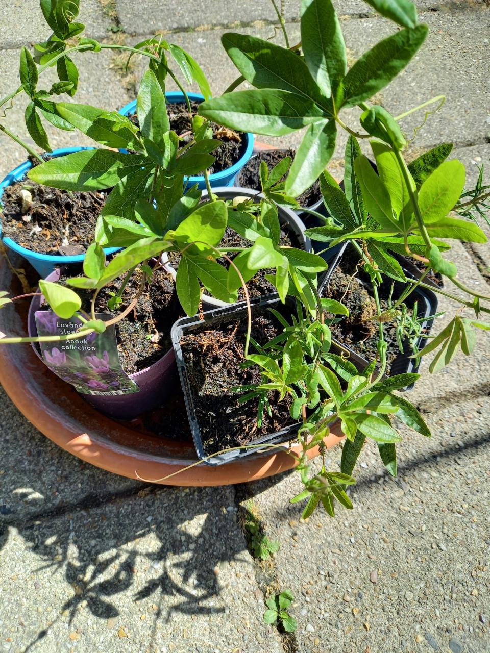 Passieflora stekjes- paars