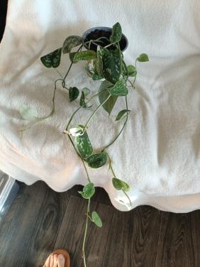 Jinge hangplant