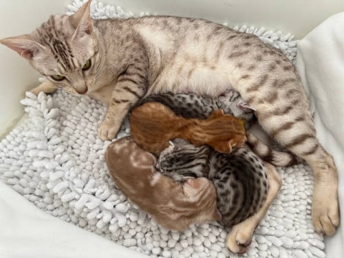 Kittens te koop (zoeken een liefdevol thuis)