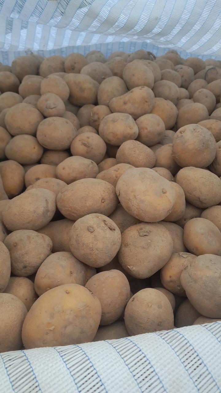 Agria pootaardappelen