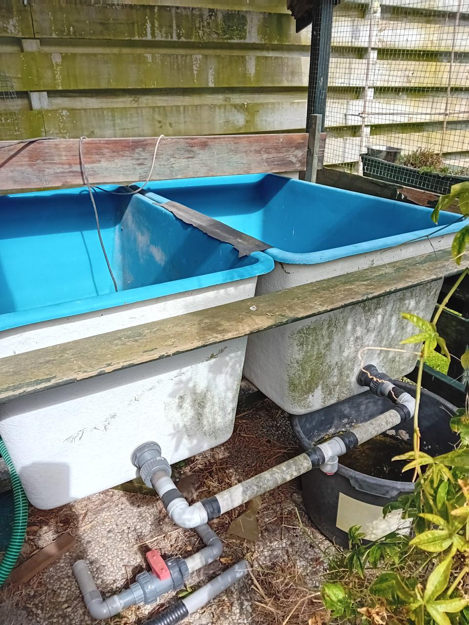 Quarantaine bakken van 1 m3 voor vijvervissen.
